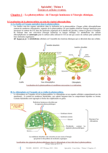 Cours bilan thème 1 chapitre 1 - La photosynthèse