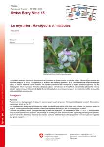 Swiss Berry Note 15 Le myrtillier: Ravageurs et maladies