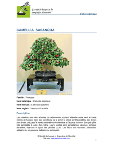 camellia sasanqua - Société de bonsaï et de penjing de Montréal