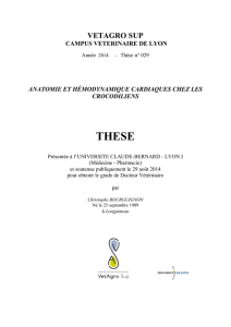 anatomie et hémodynamique cardiaques chez les