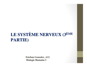 le système nerveux (3 partie)