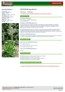 ERYNGIUM agavifolium Panicaut