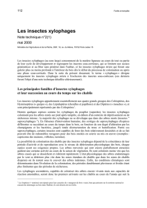 Les insectes xylophages