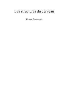 Les structures du cerveau