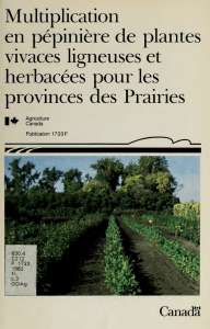 Multiplication en ppinire de plantes vivaces ligneuses et herbaces