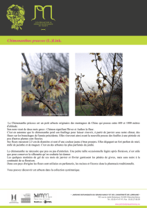 Chimonanthus praecox (L.)Link.