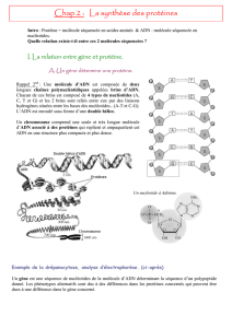 Chap.2 : La synthèse des protéines - SOS-SVT