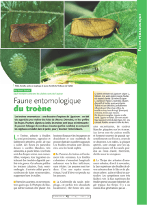 Insectes du troène / Insectes n° 145