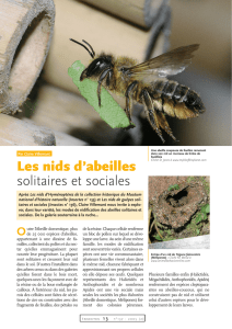 Les nids d`abeilles solitaires et sociales / Insectes n° 137