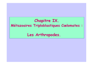 Chapitre IX. Les Arthropodes.