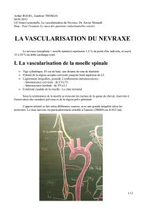 la vascularisation du nevraxe