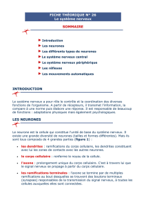 FICHE TH&Eacute;ORIQUE N&deg; 26Le syst&egrave;me nerveux