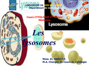 Les lysosomes