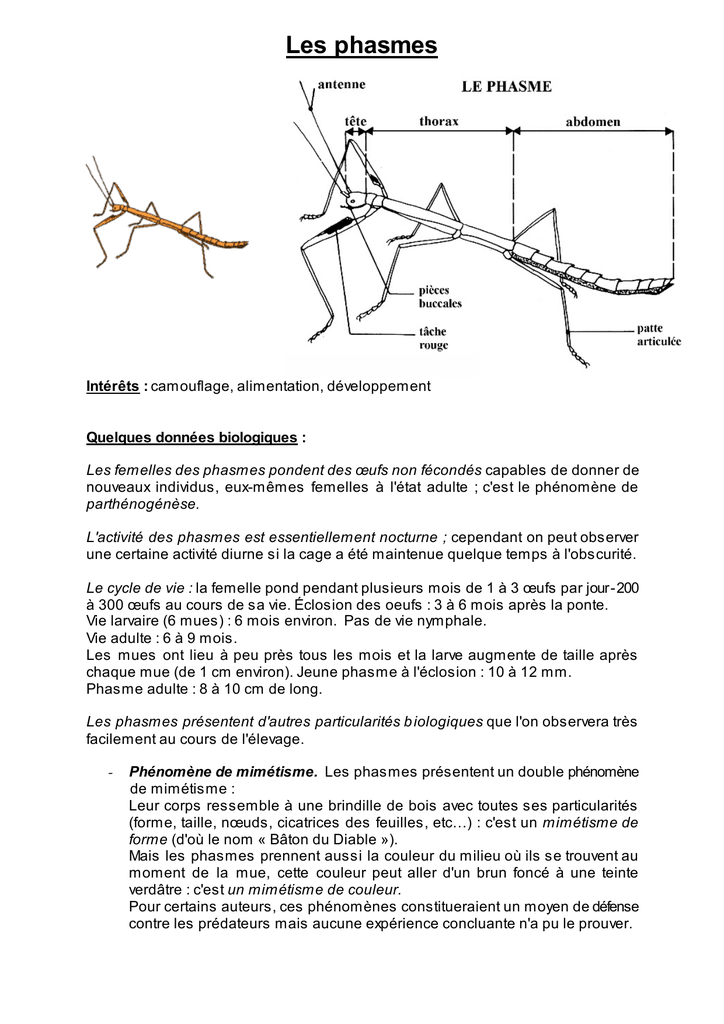 05 Les Phasmes