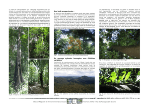 Une forêt sempervirente… Un paysage sylvestre homogène avec d