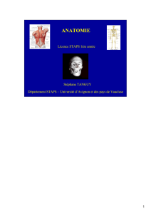 Le rachis (myologie) - Anatomie - STAPS AVIGNON