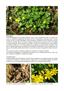 Description La ficaire printanière est une plante herbacée vivace à