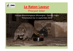 Le Raton Laveur - Groupe Mammalogique d`Auvergne
