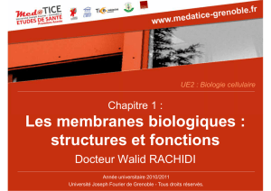 Les membranes biologiques : structures et fonctions