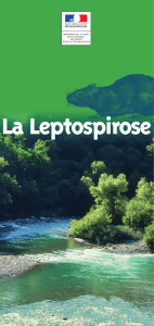 La Leptospirose