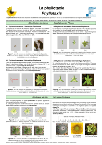 1. Classification des plantes Klassifizierung der Pflanzen 1.1