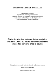 &Eacute;tude du r&ocirc;le des facteurs de transcription Dmrt5 et Dmrt3 au cours