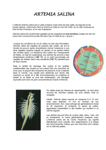 artemia salina - Académie de Nancy-Metz