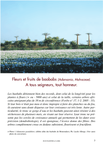 Fleurs et fruits de baobabs (Adansonia, Malvaceae). A