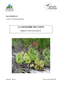 LA JOUBARBE DES TOITS Sempervivum tectorum L.