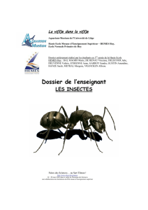 Dossier de l`enseignant : Les insectes - Aquarium