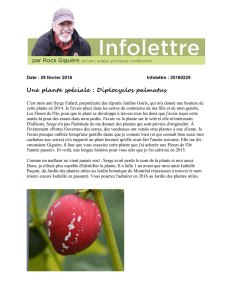 Une plante spéciale : Diplocyclos palmatus