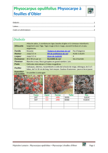 Physocarpus opulifolius - Catalogue Pépinière Guy Lemaire et fils