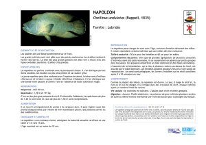 NAPOLEON - IFRECOR Nouvelle
