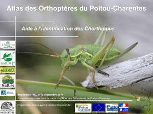 Aide à l`identification des Chorthippus - Poitou