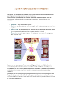 4 - Aspects morphologiques de l`odontogenèse