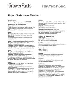Rose d`Inde naine Taishan