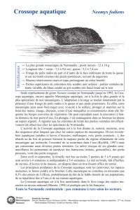 Crossope aquatique - Groupe Mammalogique Normand