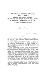 amphiurophilus amphiurae (hérouard), crustacé copépode