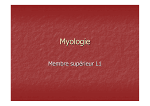 myologie membre sup