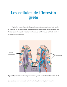 Les cellules de l`intestin grêle