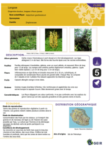 Hedychium_gardnerianum - Espèces Invasives Réunion