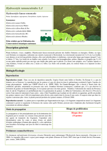 Hydrocotyle ranunculoides - Fédération des Conservatoires