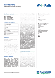 EGFR (SP84) - Menarini Diagnostics