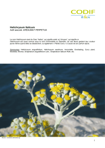 Fiche Botanique Helichrysum Italicum FR