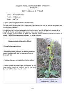 Introduction Ophrys précoces