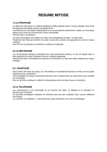 Résumé mitose (document PDF)