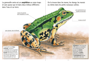 La grenouille verte est un amphibien au corps trapu et sans