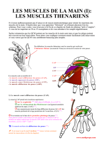 les muscles de la main (i): les muscles thenariens