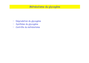 Métabolisme du glycogène