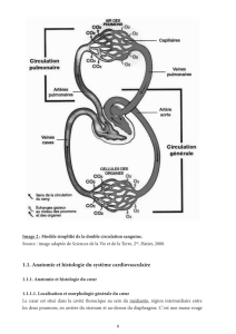 1.1. Anatomie et histologie du système cardiovasculaire
